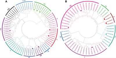 Dynamic interplay of WRKY, GRAS, and ERF transcription factor families in tomato-endophytic fungal symbiosis: insights from transcriptome and genome-wide analysis